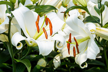 white lily flowers in the garden, lily joop flowers, lilium oriental joop.