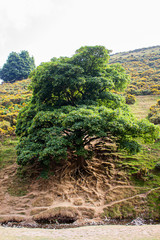 Fototapeta na wymiar A Tree with its roots showing in the Shropshire hills