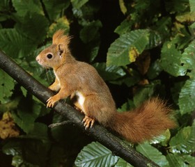 Red Squirrel, sciurus vulgaris, Female standing on Branch
