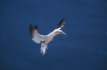 Northern Gannet, sula bassana, Adult in Flight, Bonaventure Island in Quebec, Canada