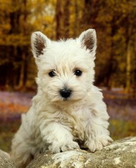 West Highland White Terrier or Westy, pup