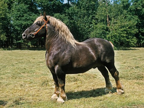 Horse Breeds- The Percheron