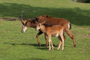 Naklejka na ściany i meble Sable Antelope, hippotragus niger, Mother with Calf
