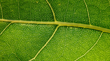 macro leaf innervation of plants from the Biała River valley in the city of Białystok in Podlasie in Poland