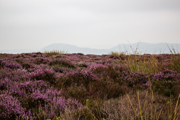 Purple heather on the Shropshire hills