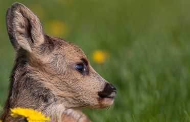 Roe Deer, capreolus capreolus, Portrait of Fawn, Normandy © slowmotiongli