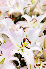 white lily flowers in the garden, lily joop flowers, lilium oriental joop.
