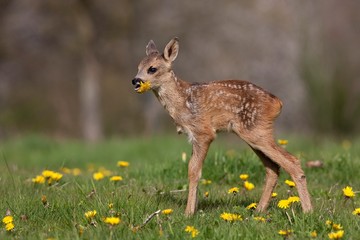 Roe Deer, capreolus capreolus, Fawn with Flowers, Eating Dandelion, Normandy