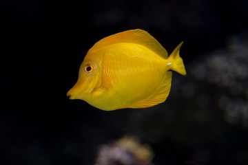 Yellow Tang Fish, zebrasoma flavescens