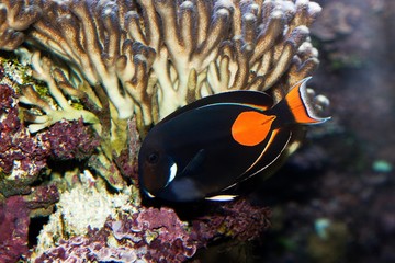 Red-tailed Surgeonfish or Achilles Tang, acanthurus achilles