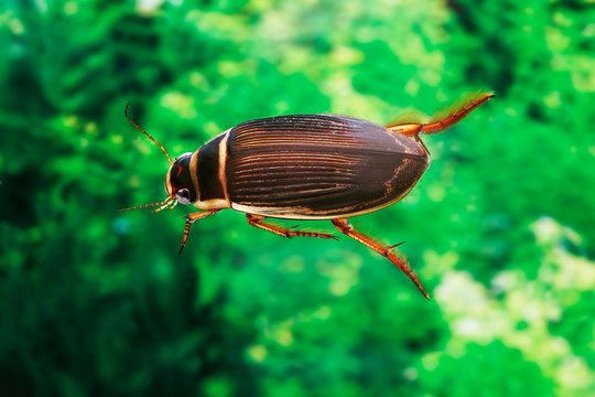 Great Diving Beetle, dytiscus marginalis, Adult standing in Water, Normandy