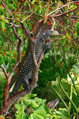 Crocodile monitor, varanus salvadorii, Adult perched in Tree