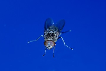 Housefly, musca domestica, Normandy