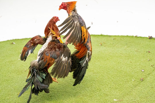 Gallos De Pelea, Mallorca, Balearic Islands, Spain