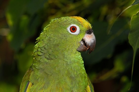 Yellow-crowned Amazon Parrot, amazona ochrocephala, Adult, close-up of Head