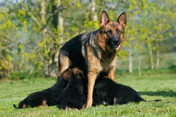 German Shepherd Dog, Mother with Pup Suckling
