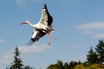 White Stork, ciconia ciconia, Adult in Flight against Blue Sky