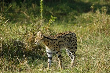 Serval, leptailurus serval, Adult, Masai Mara Park in Kenya