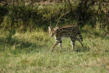 Serval, leptailurus serval, Adult, Masai Mara Park in Kenya