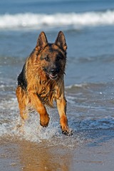 German Shepherd, Male playing in Waves, beach in Normandy