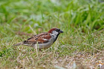House Sparrow, passer domesticus, Male standing on Grass, Normandy