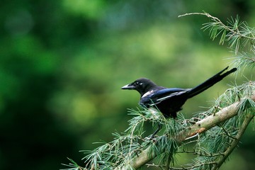 Black Billed Magpie or European Magpie, pica pica, Adult standing on Branch, Normandy