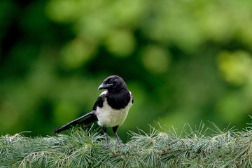 Black Billed Magpie or European Magpie, pica pica, Adult standing on Branch, Normandy