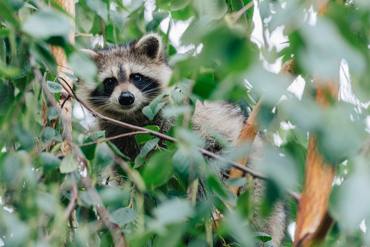 Raccoon in a tree