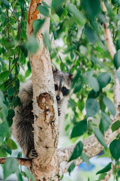 Raccoon hiding behind a tree trunk
