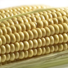 Corn Cob, zea mays against White Background