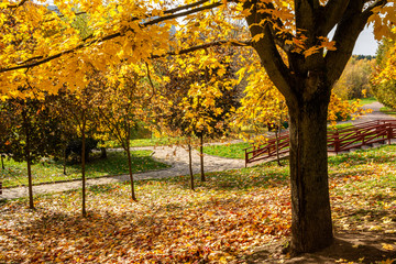Maple tree and fallen leaves in autumn, Narodnyy Park, Central Chertanovo, Moscow, Russia