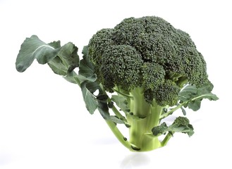 Broccoli Cabbage, brassica oleracea against White Background