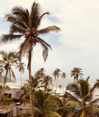 Fototapeta na wymiar palm trees on the beach Goa