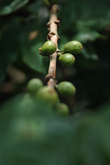 Fototapeta premium Café de Nariño