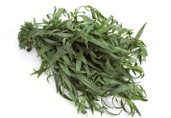 Tarragon, artemisia dracunculus against White Background