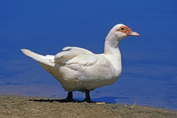 White Duck in a Farm, entering Water
