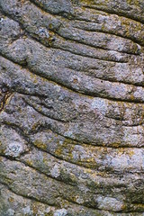 texture of the bark of a tree