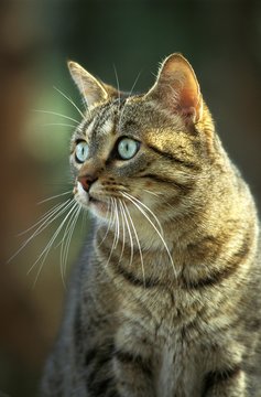 Portrait of Brown Tabby Domestic Cat