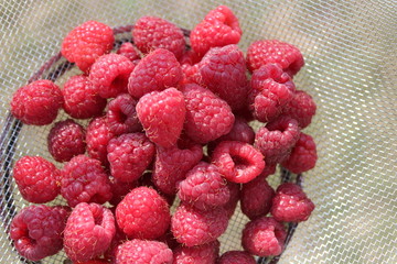 Frische Himbeeren in einem Sieb