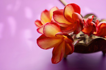 bunch of frangipani flowers