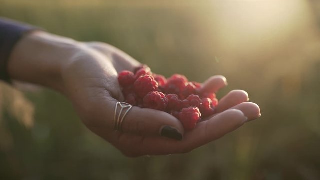 Hand full of fresh raspberry