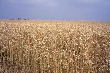Wheat Field, triticum sp. France