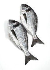 Gilthed Bream, sparus auratus, Fresh Fish against White Background
