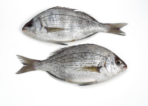 Grey Sea Bream, pondyliosoma cantharus, Fresh Fish against White Background