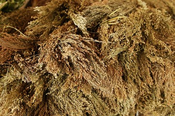 Italian or Foxtail Millet, setaria italica, Food for Birds, Birds Market on the Ile de la City in Paris