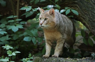 Jungle Cat, felis chaus, Adult