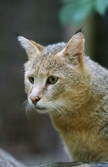 Naklejka na ściany i meble Jungle Cat, felis chaus, Portrait of Adult