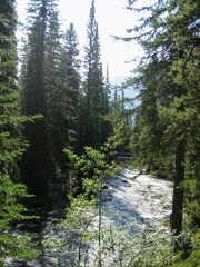 forest in the mountains