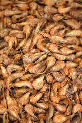 Fresh Shrimps, crangon crangon