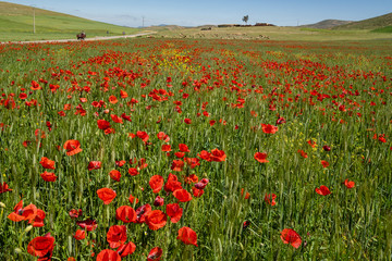 campo de amapolas, Azrou, Ifrane, Marruecos, Africa